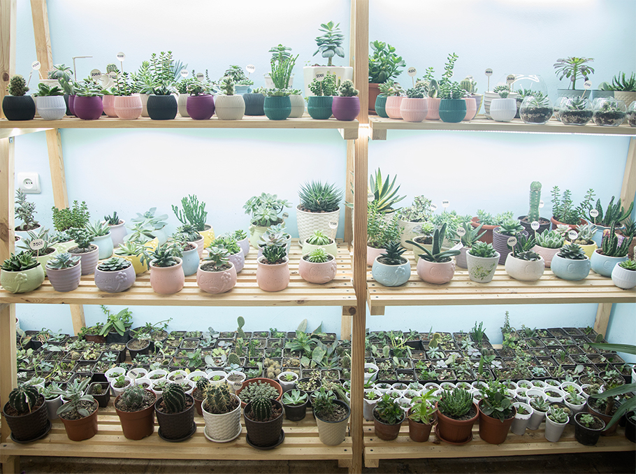 Dana plant shop